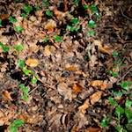 Fifth image from the photoset 'z&uuml;rich (ii)'.