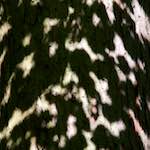 Sixth image from the photoset 'z&uuml;rich (ii)'.