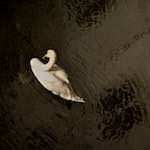 Ninth image from the photoset 'z&uuml;rich (iii)'.