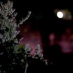 image: Image from the photoset &lsquo;montmartre (xv)&rsquo;.