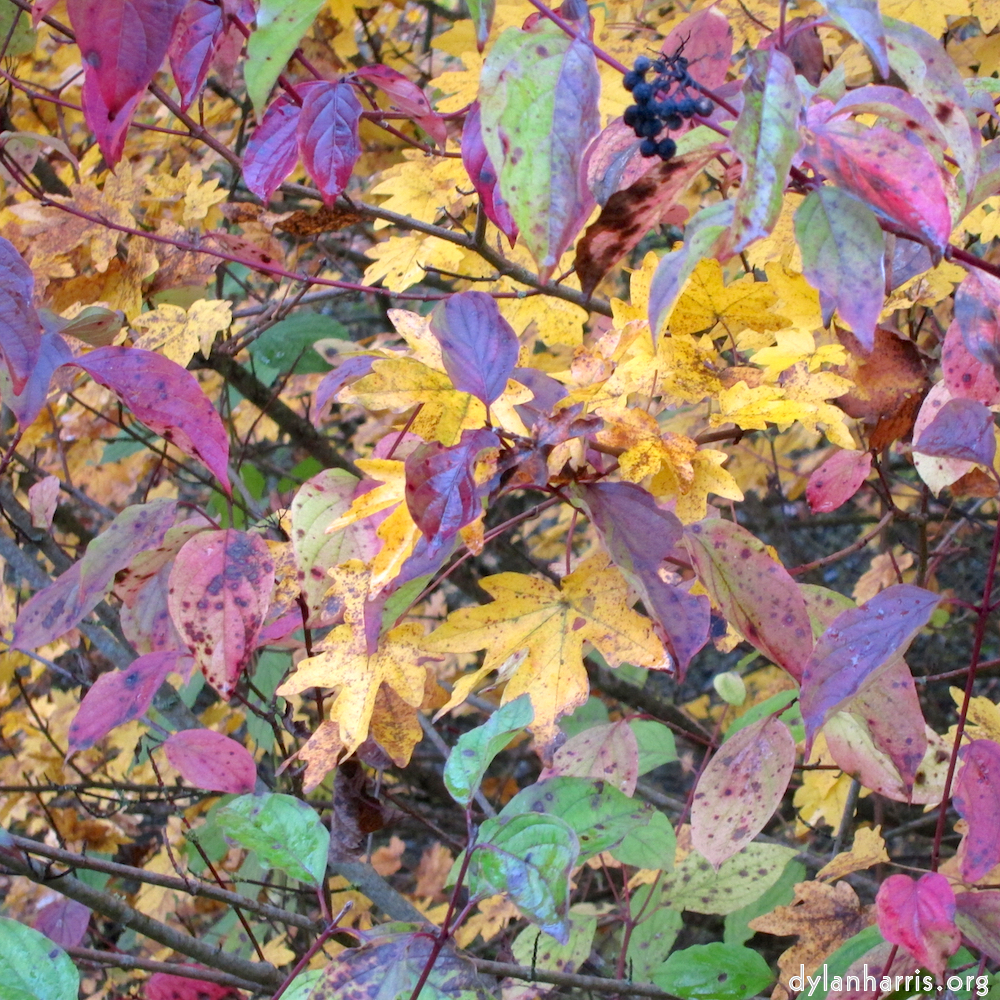 image: This is &lsquo;luxembourg (iv) 4&rsquo;.