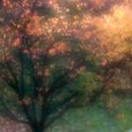 image: parc d&rsquo;esch