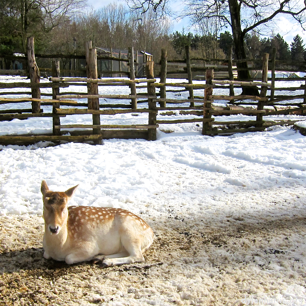 image: Image 'esch&ndash;sur&ndash;alzette (xx) 2', at Escher D&eacute;iereesch, head and torso of a doe.