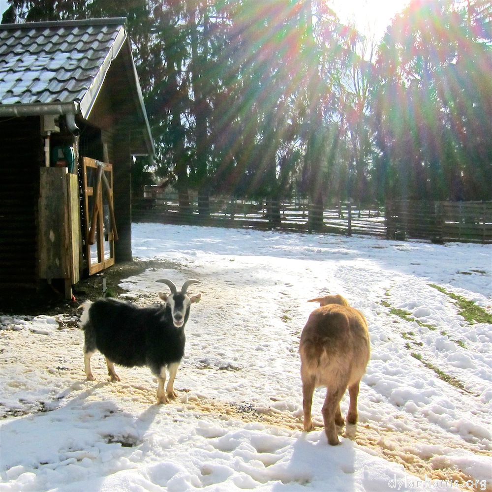 image: Image 'esch&ndash;sur&ndash;alzette (xx) 5', of daffodils.