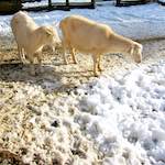 image: Image from the photoset &lsquo;esch&ndash;sur&ndash;alzette (xx)&rsquo;.