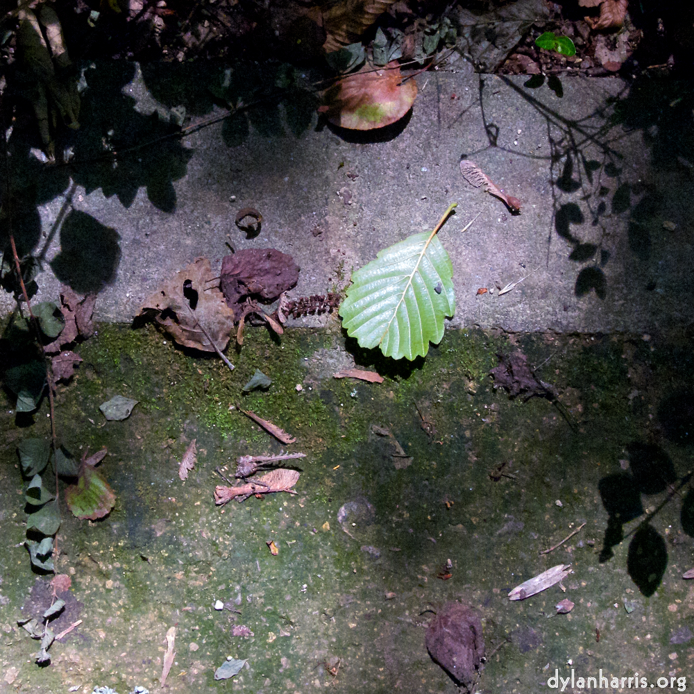 Image: Image 'parc (viii) 2'.