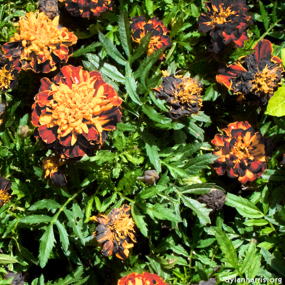 Image: Image 'parc (viii) 5'.