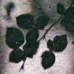 Fourth image from the photoset 'parc (viii)'.