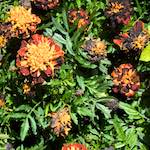 Fifth image from the photoset 'parc (viii)'.