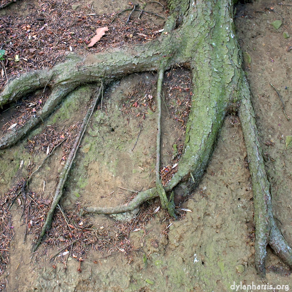 Image 'parc (ix) 3'.