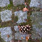 Second image from the photoset 'parc (ix)'.