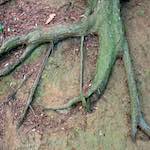 Third image from the photoset 'parc (ix)'.