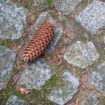 Fifth image from the photoset 'parc (ix)'.