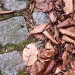 Sixth image from the photoset 'parc (ix)'.