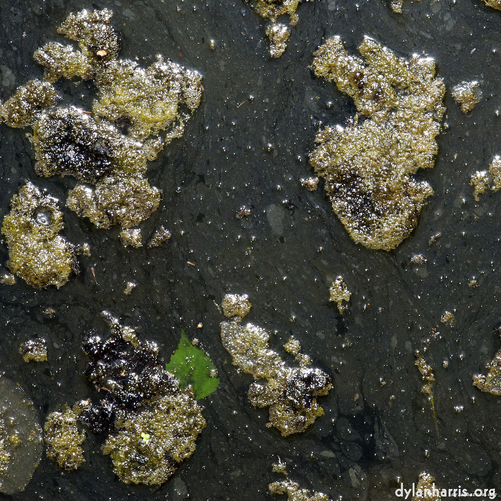 Image: Image 'clausen (i) 2'.