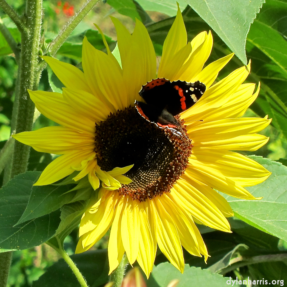 Image: Image 'konscht am gronn (ii) 1'.