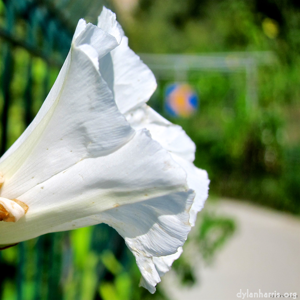 Image: Image 'konscht am gronn (ii) 4'.