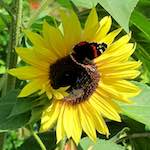 Image: First image from the photoset 'konscht am gronn (ii)'.