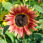 Image: Sixth image from the photoset 'konscht am gronn (ii)'.