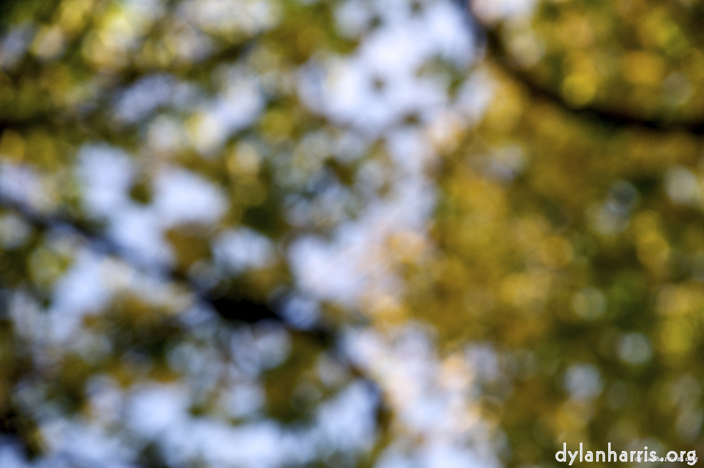 Image: Image 'leaf (iii) 2'.