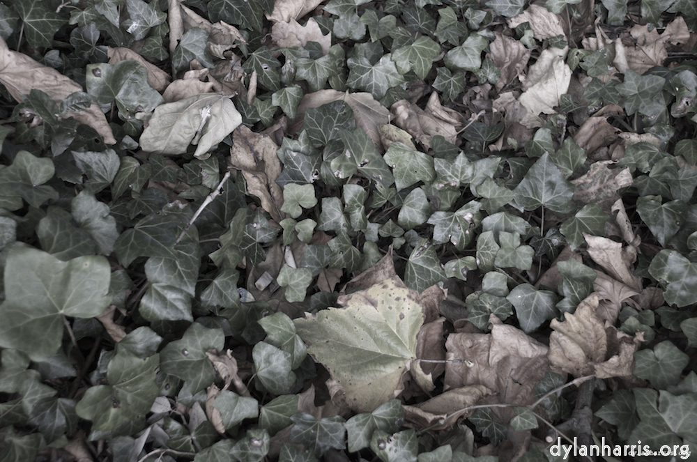 Image: Image 'leaf (iii) 3'.