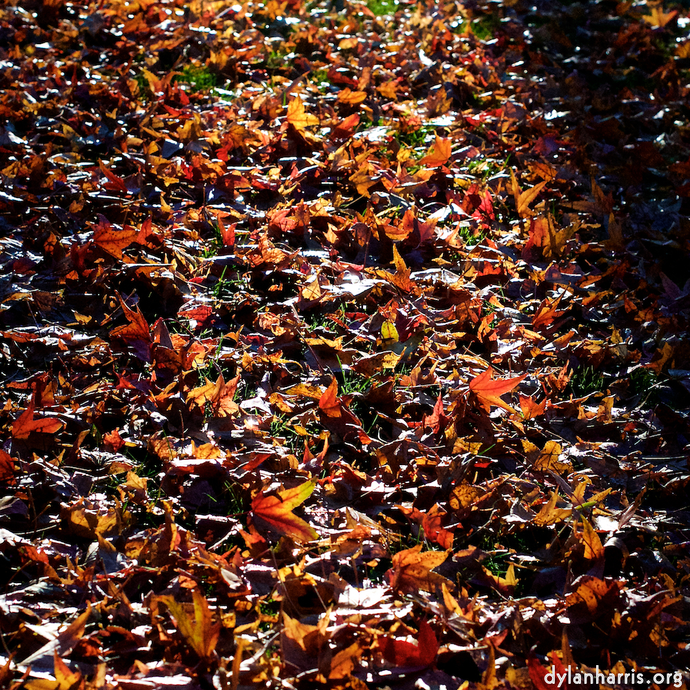 Image 'flower (xxxiii) 2'.