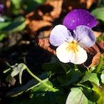 First image from the photoset 'flower (xxxiii)'.