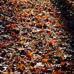 Second image from the photoset 'flower (xxxiii)'.