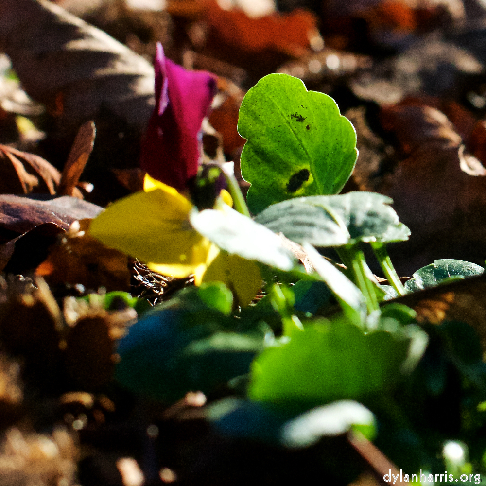 Image: Image 'escher blummen (xxxiv) 1'.