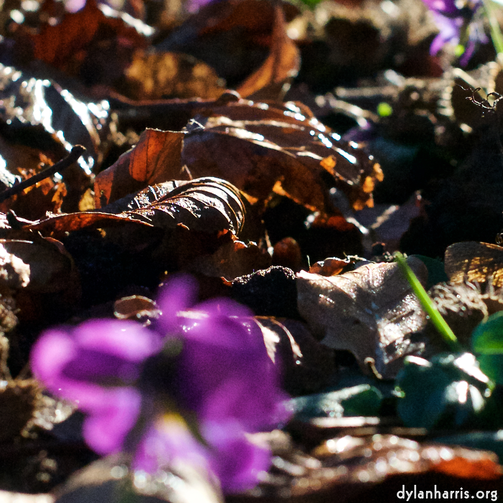 Image: Image 'escher blummen (xxxiv) 2'.