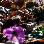 Second image from the photoset 'flower (xxxiv)'.