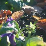 Third image from the photoset 'flower (xxxiv)'.