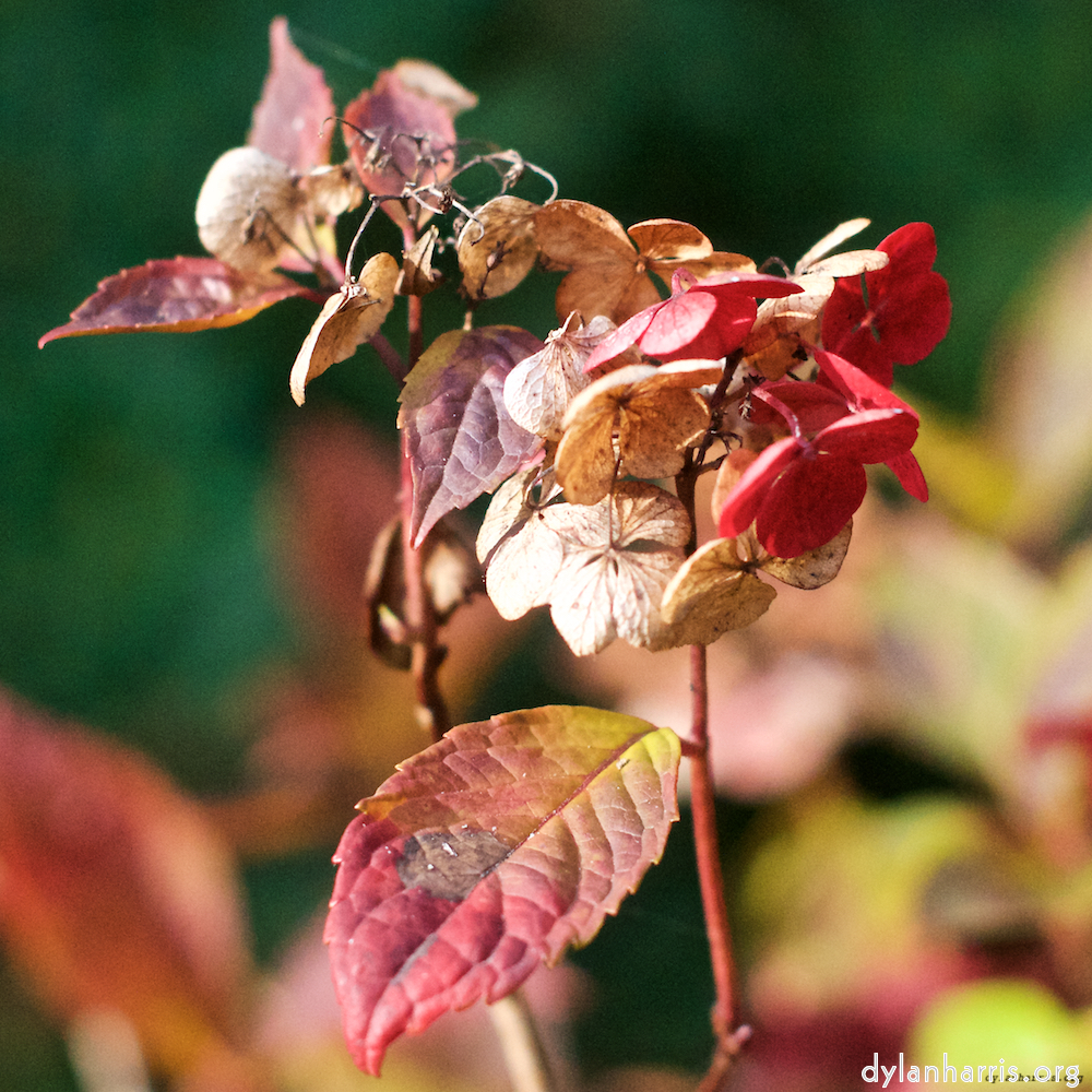 Image: Image 'escher blummen (i) 1'.