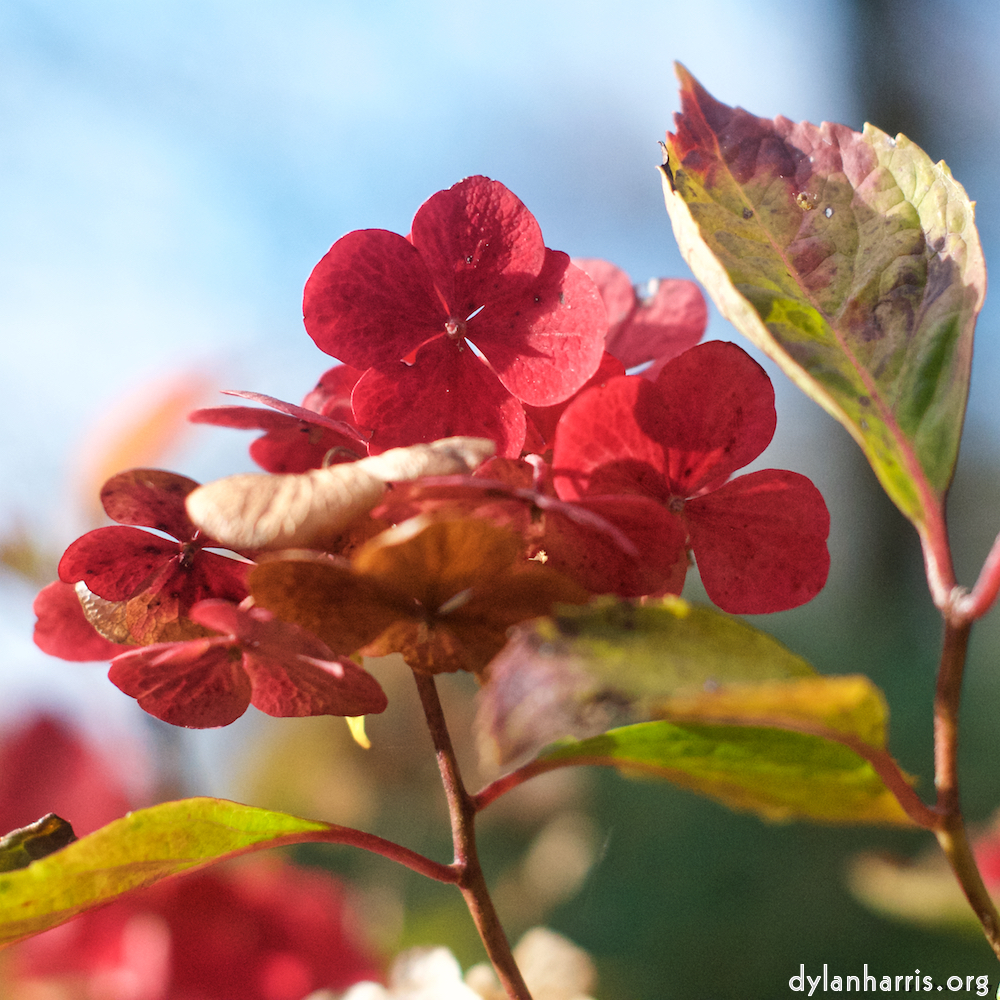 Image 'escher bloemen (i) 3'.
