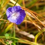 Image: Second image from the photoset 'escher blummen (i)'.