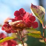 Image: Third image from the photoset 'escher blummen (i)'.