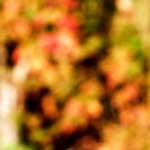 image: Image from the photoset &lsquo;wood (xx)&rsquo;.