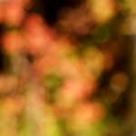 image: Image from the photoset &lsquo;wood (xx)&rsquo;.