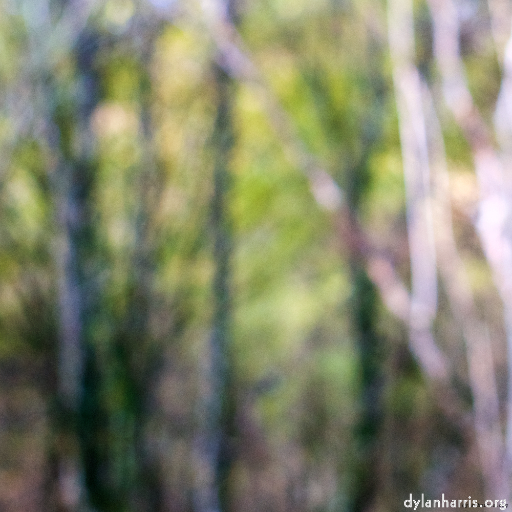 Image: Image 'wood (xxi) 4'