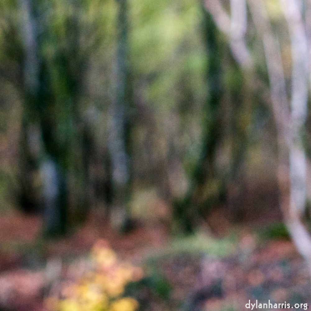 Image 'wood (xxi) 6'