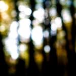 First image from the photoset 'wood (xxi)'.