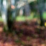 Second image from the photoset 'wood (xxi)'.