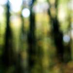 image: wood (xxi) photoset