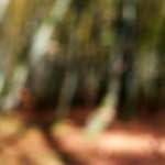 First image from the photoset 'wood (xxii)'.