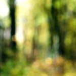 Second image from the photoset 'wood (xxii)'.