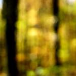 Fourth image from the photoset 'wood (xxii)'.