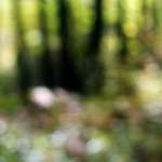 Seventh image from the photoset 'wood (xxii)'.