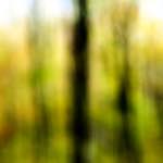 Eighth image from the photoset 'wood (xxii)'.