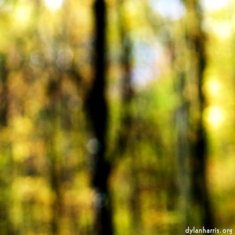 Image: Image 'wood (xxiii) 7'.