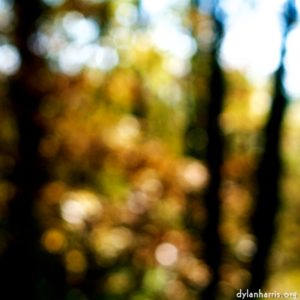 Image: Image 'wood (xxiii) 8'